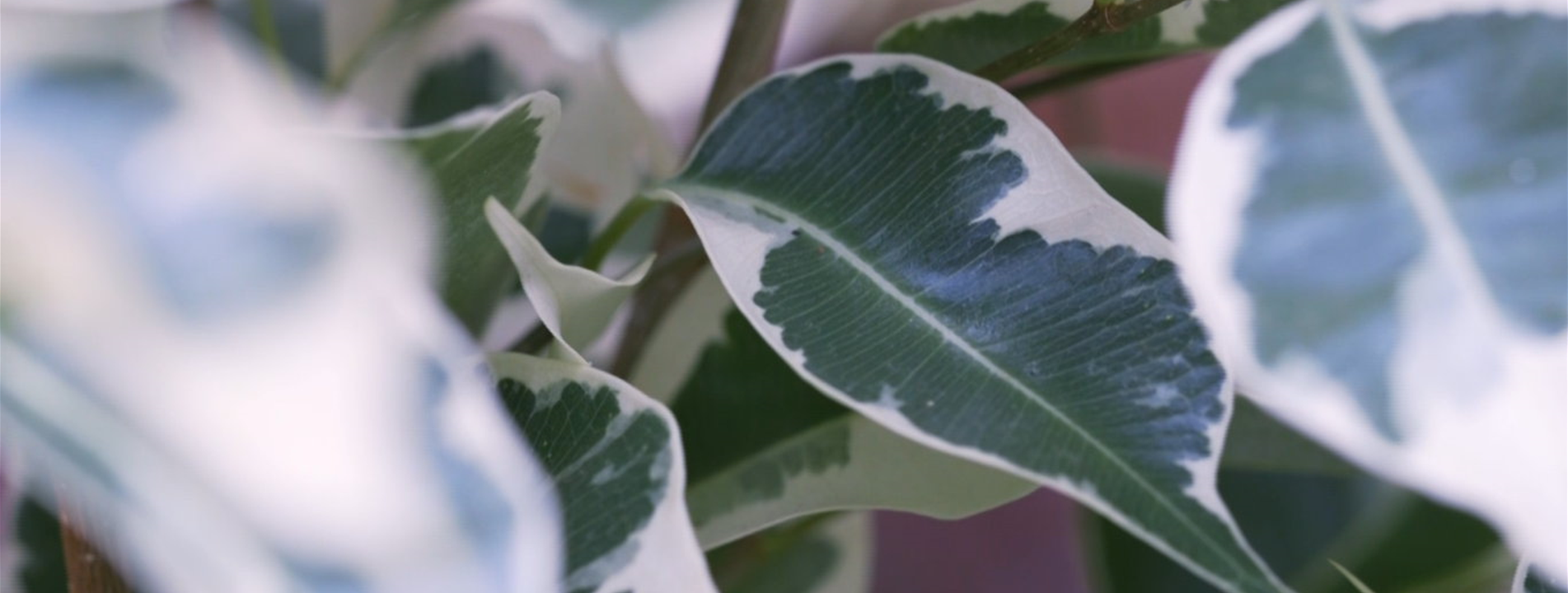 Birkenfeige - Umtopfen