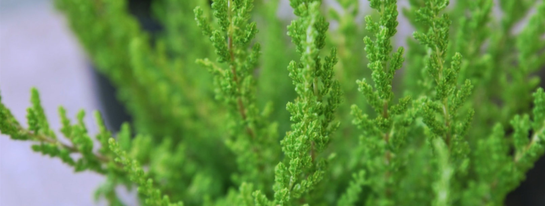 Besenheide - Einpflanzen im Garten