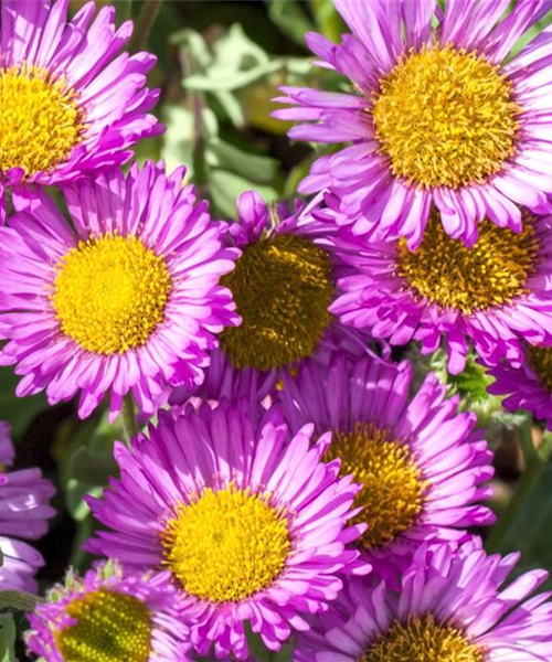 Feinstrahl - Einpflanzen im Garten Feinstrahl - Einpflanzen im Garten
