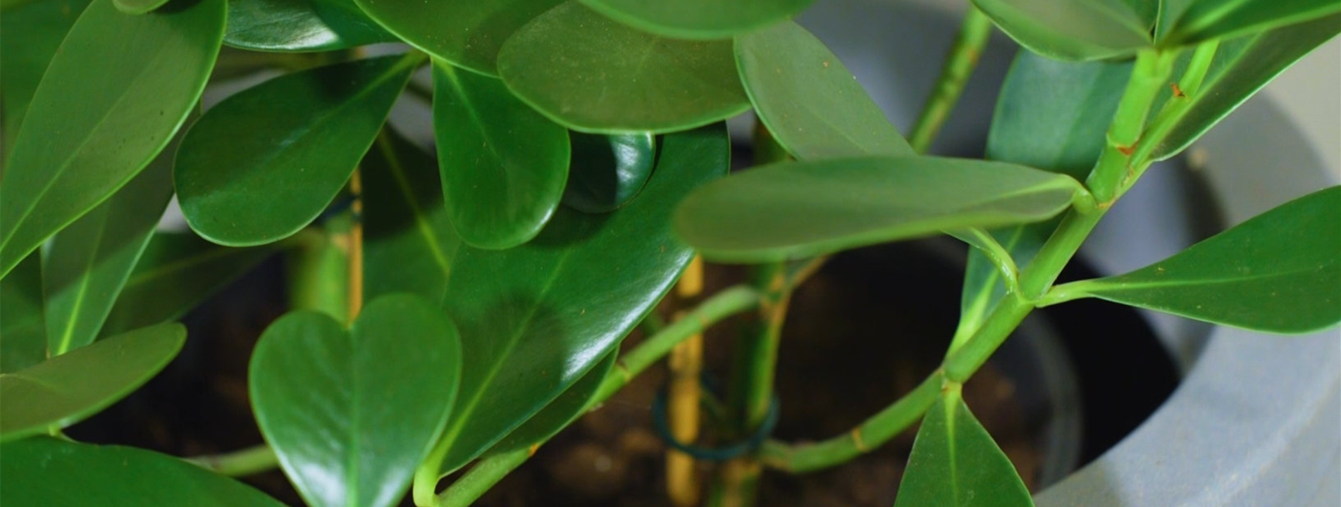 Balsamapfel - Umtopfen