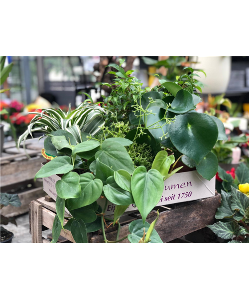 Überraschungs Grünpflanzenkiste Überraschungs Grünpflanzenkiste