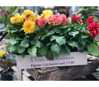 Dahlien Kiste