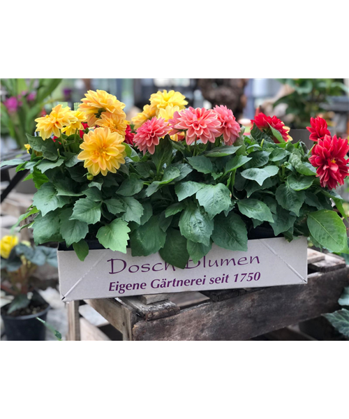 Dahlien Kiste