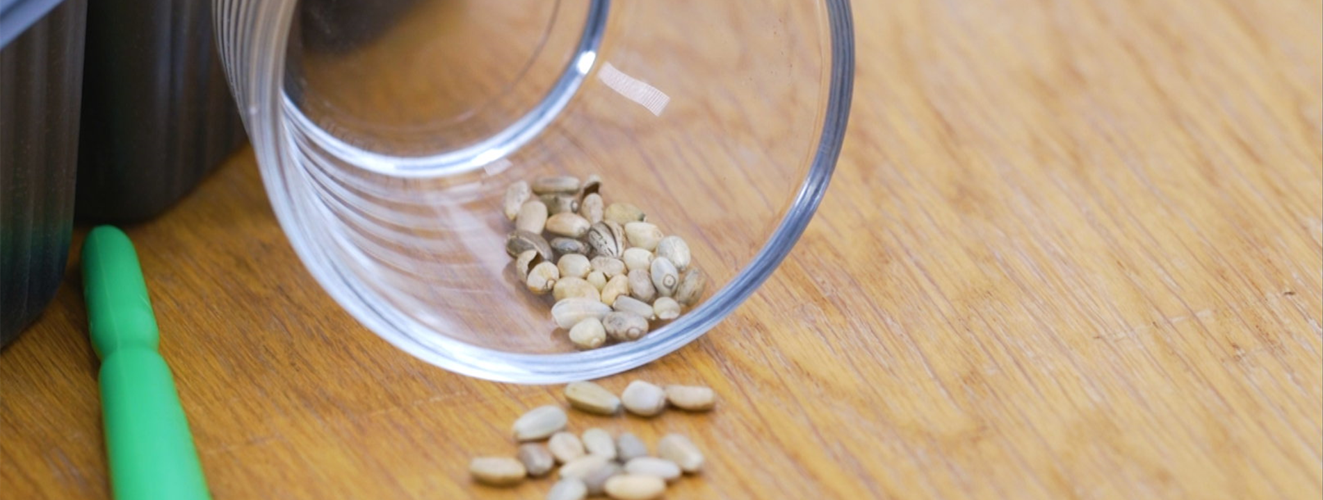 Artischocke - Aussaat