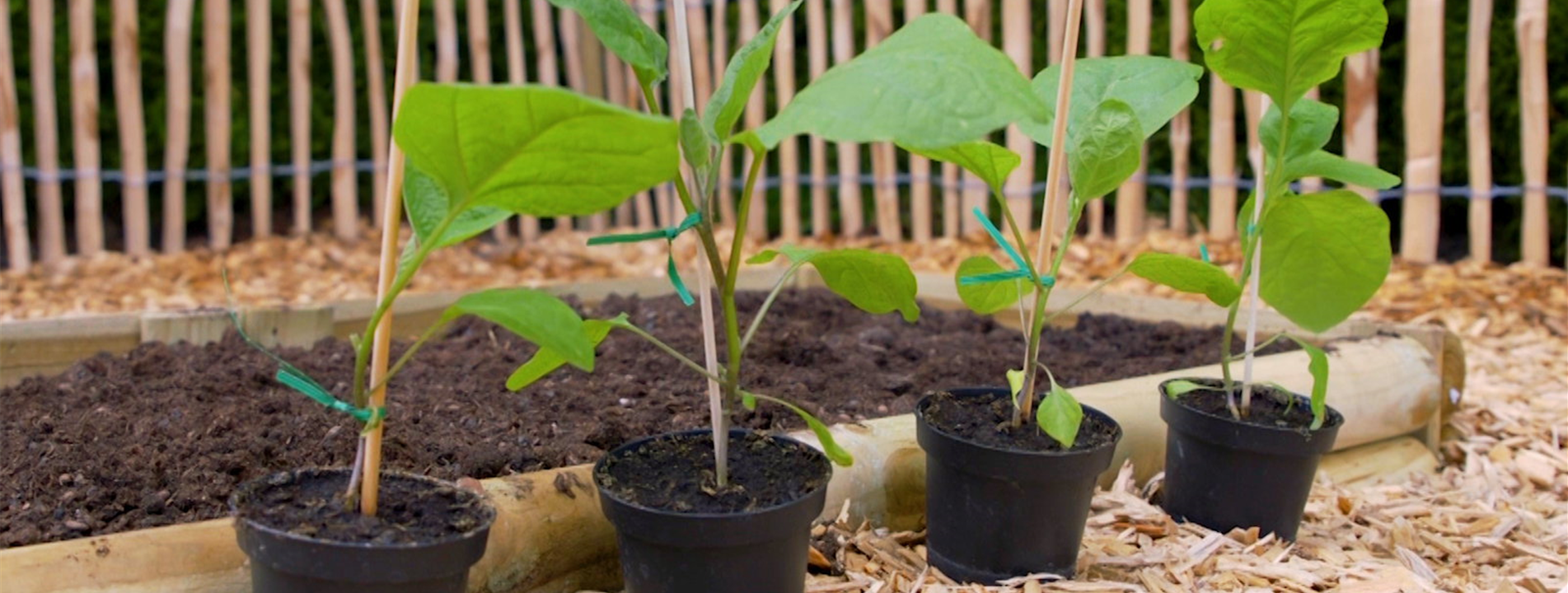 Aubergine - Einfpflanzen im Gemüsebeet