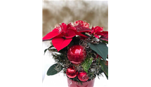 Weihnachtsstern