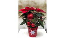Weihnachtsstern