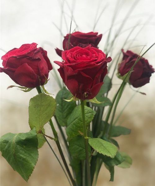 Rote Rosen mit Grün - Valentinstags Edition