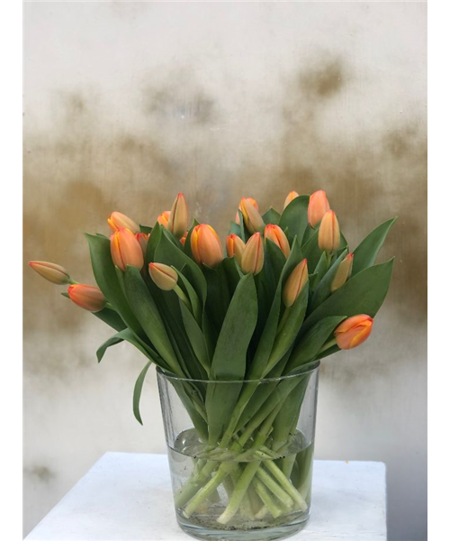 Tulpen pur