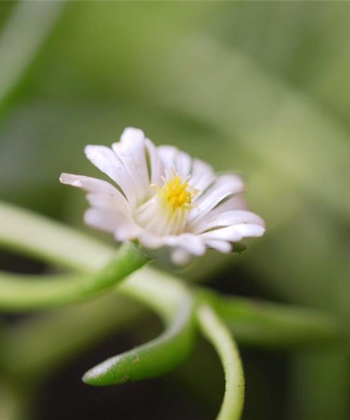 Kriechende Mittgsblume - Einpflanzen im Garten