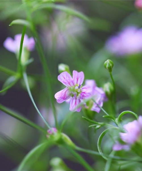 Sommer Schleierkraut - Einpflanzen im Garten