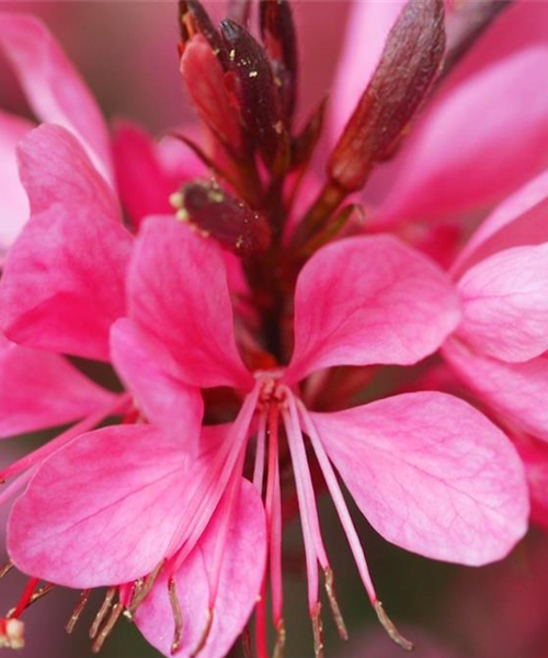 Prachtkerze - Einpflanzen im Garten