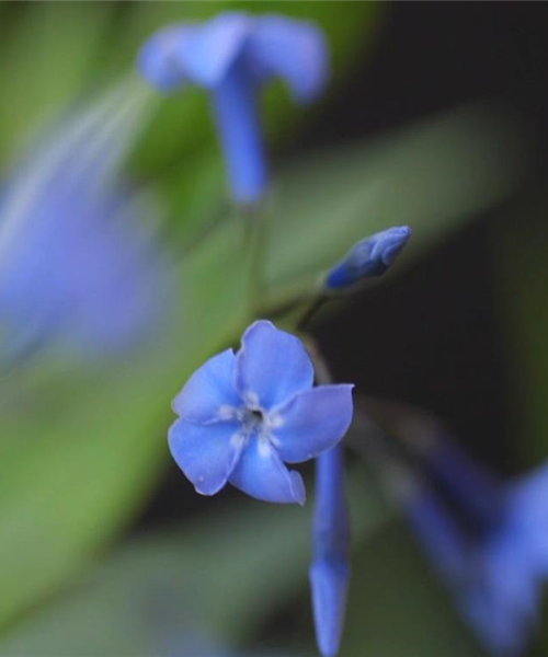 Texas Blaustern - Einpflanzen im Garten