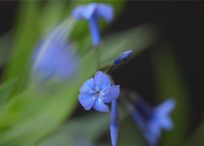 Texas Blaustern - Einpflanzen im Garten