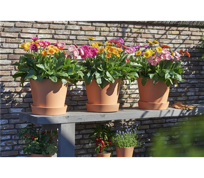 Pflanze des Jahres 2022