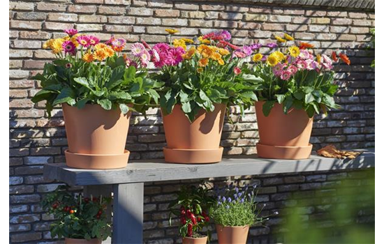 Pflanze des Jahres 2022