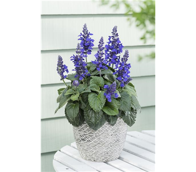 Pflanze des Jahres 2019