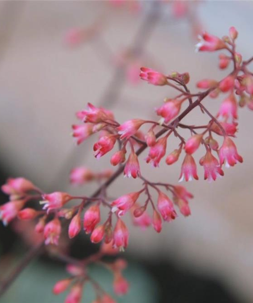 Echtes Purpurglöckchen (Heuchera)- Einpflanzen im Garten