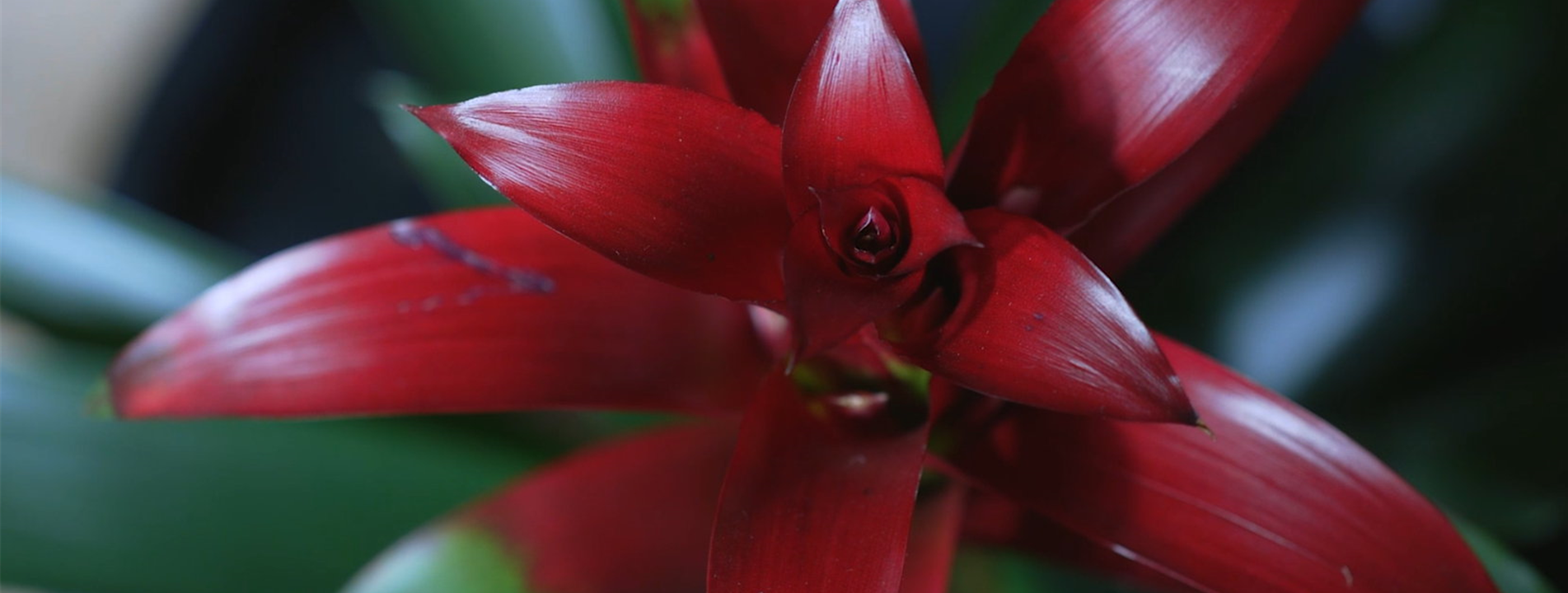 Bromelie (rot) - Umtopfen