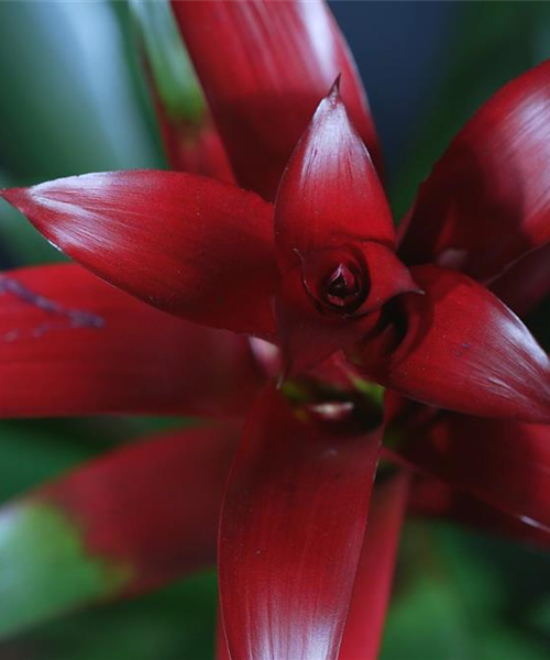 Bromelie (rot) - Umtopfen