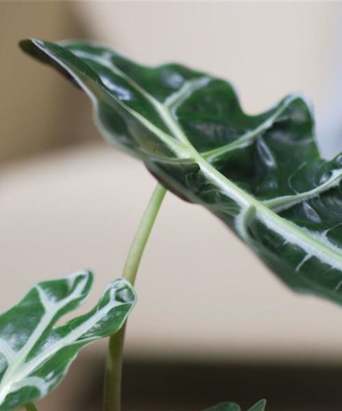 Pfeilblatt- Umtopfen