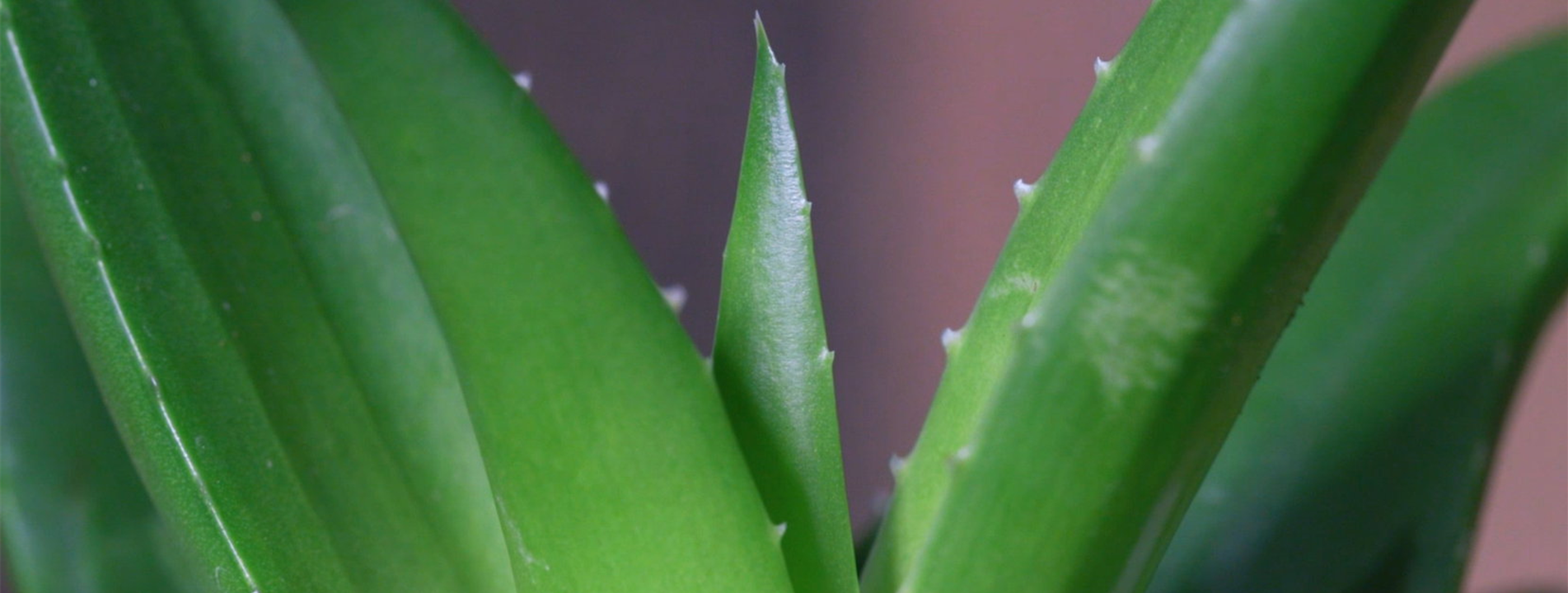 Aloe Vera (klein) - Umtopfen