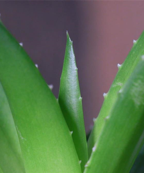 Aloe Vera (klein) - Umtopfen