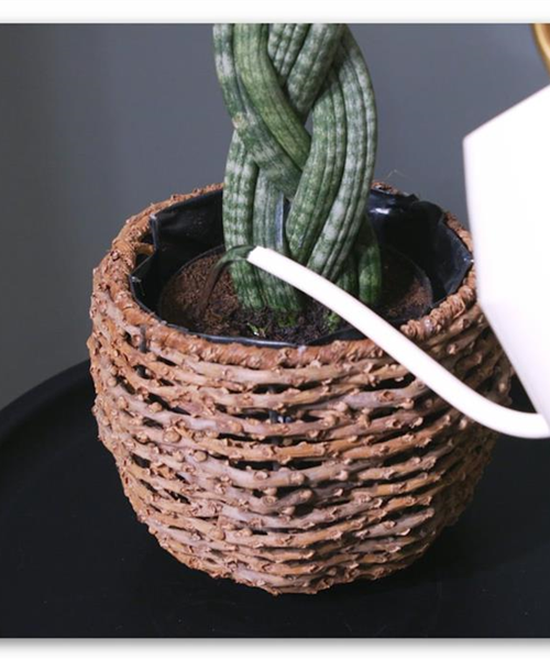 Bogenhanf "Spaghetti" geflochten - Umtopfen