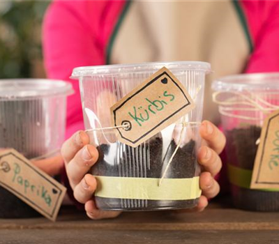 Mini-Gewächshaus – mit Plastik etwas Gutes tun