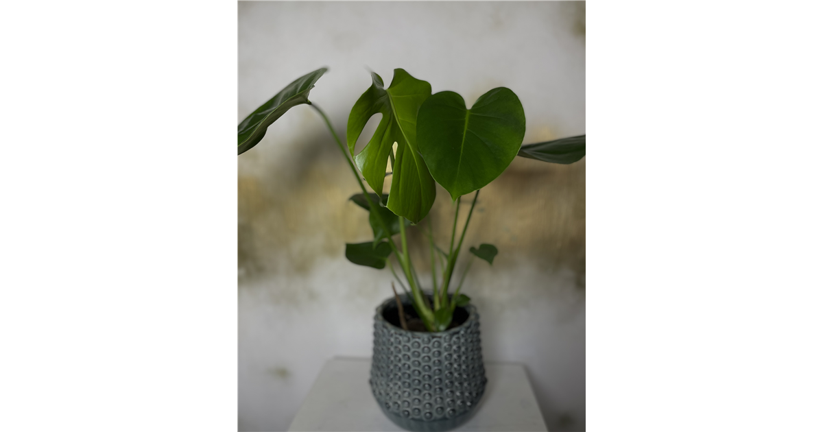 Kleine Monstera