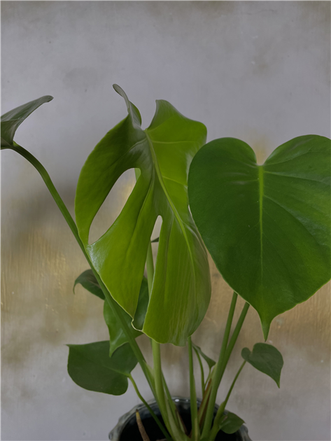 monstera thai constellation price Shop 'Thai Constellation Monstera' Care & Growing Guide main image 0