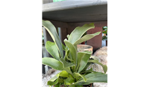 Platycerium bifurcatum