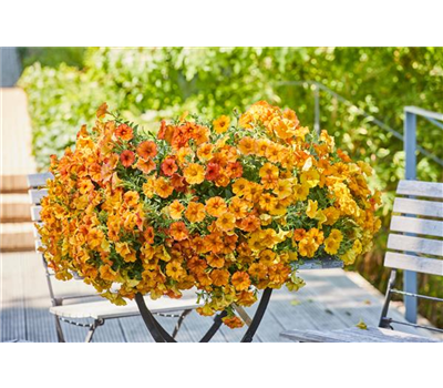 Pflanze des Jahres 2023