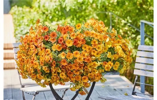 Pflanze des Jahres 2023