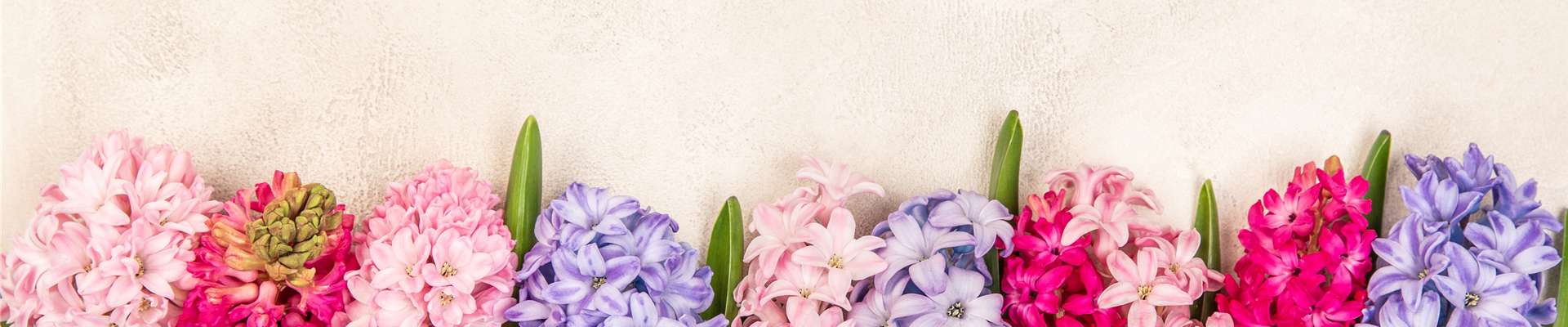 Valentinstag - Hyazinthen Valentinstag - Hyazinthen