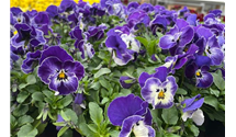 Hornveilchen blue