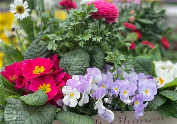 Dosch Blumen - Seit 1750 in München Dosch Blumen - Seit 1750 in München