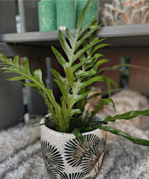 Zimmerpflanzen Zimmerpflanzen