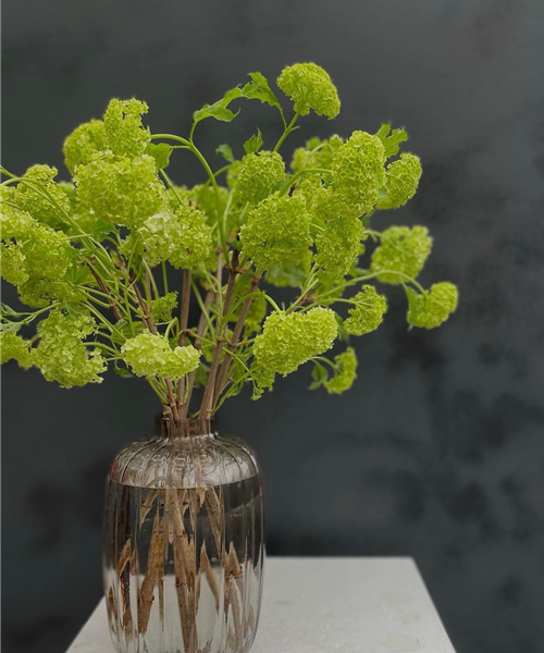 Schnittblumen Schnittblumen