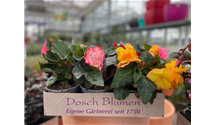  Schatten Mix bunt