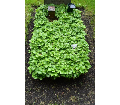 Gründecke Vollständig Gründecke Vollständig