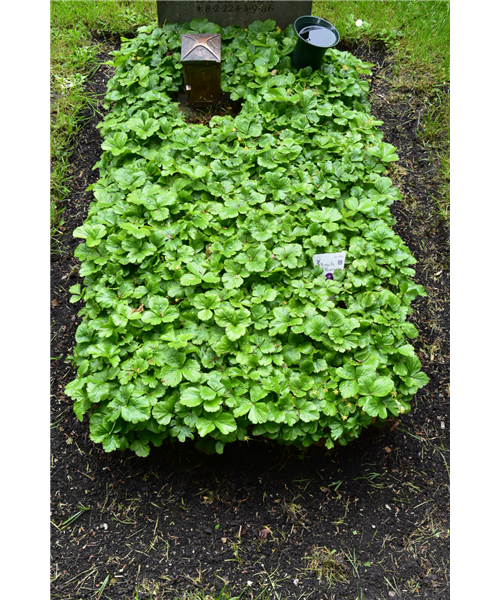 Gründecke Vollständig Gründecke Vollständig