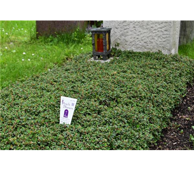 Einmalige Pflege ohne Bepflanzung Einmalige Pflege ohne Bepflanzung