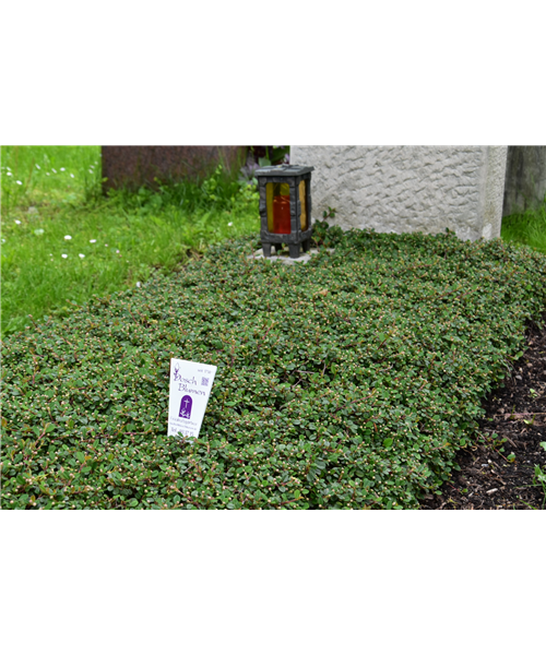 Einmalige Pflege ohne Bepflanzung Einmalige Pflege ohne Bepflanzung