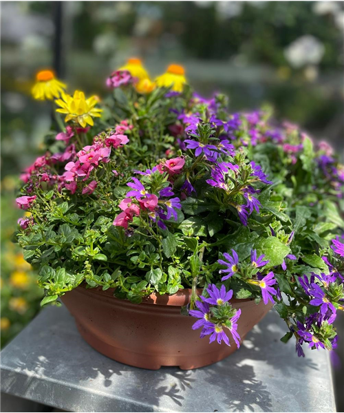 Trauerschale Bunt Trauerschale Bunt