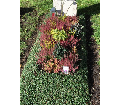 Einmalige Pflege mit Bepflanzung Einmalige Pflege mit Bepflanzung