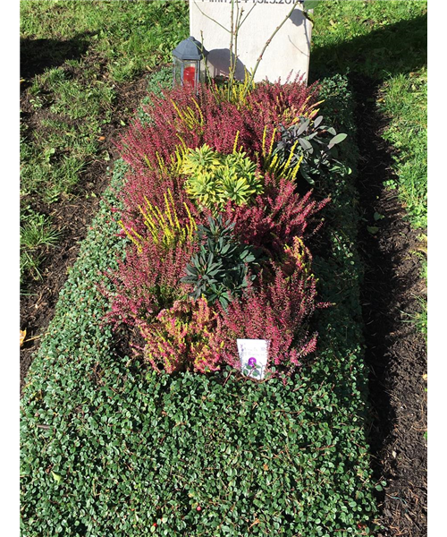 Einmalige Pflege mit Bepflanzung Einmalige Pflege mit Bepflanzung