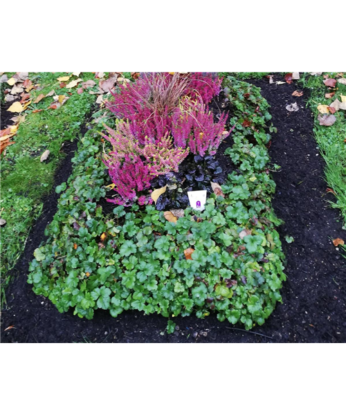 Gründecke zu 2/3 Gründecke zu 2/3