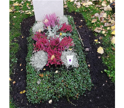 Grüneinfassung Grüneinfassung