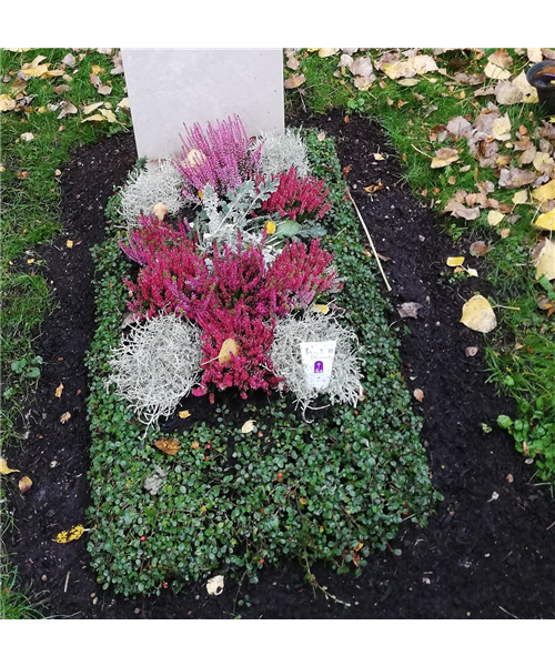 Grüneinfassung Grüneinfassung